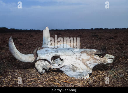 Kuh Schädel, (Bos domesticus), Trockenheit zum Opfer, Gujarat, Indien Stockfoto