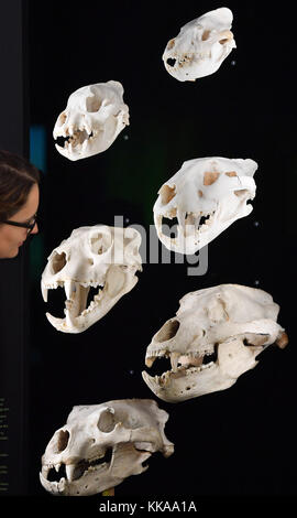 Halle, Deutschland. November 2017. Der Schädel einer gefleckten Hyäne, einer gestreiften Hyäne, eines Tigers, eines Löwen, eines Braunbären, und Eisbär (von oben) bei der Vorschau zur Sonderschau „Klima Kräfte – führende Kraft der Evolution“ im Landesmuseum für Vorgeschichte in Halle/Saale, 29. November 2017. Die Ausstellung beginnt am 30. November. Der Schwerpunkt der Show ist es, aufzuzeigen, wie die Veränderung der warmen und kalten Temperaturen in den letzten 2,7 Millionen Jahren zur Entwicklung verschiedener Lebensformen geführt hat. Foto: Hendrik Schmidt/dpa-Zentralbild/dpa Stockfoto