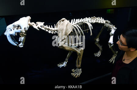 Halle, Deutschland. November 2017. Die Skelettrekonstruktion der Säbelzahnkatze 'Homotherium' bei der Vorschau zur Sonderschau 'Klimakräfte - führende Kraft der Evolution' im Landesmuseum für Vorgeschichte Halle/Saale, 29. November 2017. Die Ausstellung beginnt am 30. November. Der Schwerpunkt der Show ist es, aufzuzeigen, wie die Veränderung der warmen und kalten Temperaturen in den letzten 2,7 Millionen Jahren zur Entwicklung verschiedener Lebensformen geführt hat. Foto: Hendrik Schmidt/dpa-Zentralbild/dpa Stockfoto