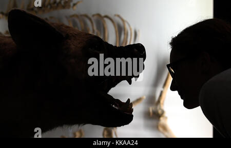 Halle, Deutschland. November 2017. Der Wiederaufbau einer Riesenhyäne, die vor 6-0,5 Millionen Jahren in Afrika, Europa und Asien existierte, bei der Vorschau zur Sonderschau "Klima Kräfte - führende Kraft der Evolution" im Landesmuseum für Vorgeschichte in Halle/Saale, Deutschland, 29. November 2017. Die Ausstellung beginnt am 30. November. Der Schwerpunkt der Show ist es, aufzuzeigen, wie die Veränderung der warmen und kalten Temperaturen in den letzten 2,7 Millionen Jahren zur Entwicklung verschiedener Lebensformen geführt hat. Foto: Hendrik Schmidt/dpa-Zentralbild/dpa Stockfoto