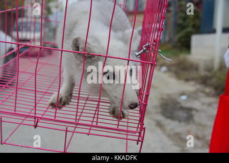 Zhengzhou, Zhengzhou, China. November 2017. Ein Bürger findet einen Polarfuchs auf der Straße in Zhengzhou, Zentralchinas Provinz Henan. Der Polarfuchs wurde in das örtliche Tierschutzzentrum geschickt. Quelle: SIPA Asia/ZUMA Wire/Alamy Live News Stockfoto