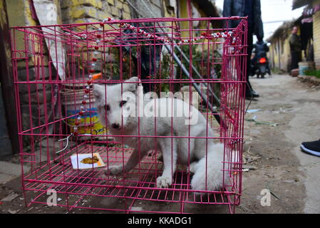 Zhengzhou, Zhengzhou, China. November 2017. Ein Bürger findet einen Polarfuchs auf der Straße in Zhengzhou, Zentralchinas Provinz Henan. Der Polarfuchs wurde in das örtliche Tierschutzzentrum geschickt. Quelle: SIPA Asia/ZUMA Wire/Alamy Live News Stockfoto