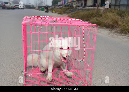 Zhengzhou, Zhengzhou, China. 29 Nov, 2017. Ein Bürger einer arktischen Fuchs auf der Straße findet in Zhengzhou, der Central China Henan Provinz. der arktischen Fuchs zu den örtlichen Tierschutz Zentrum gesendet wurde. Credit: sipa Asien/zuma Draht/alamy leben Nachrichten Stockfoto