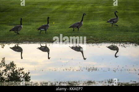 East Moline, Iowa, USA. August 2017. Vier kanadische Gänse gehen am Mittwoch, den 2. August 2017, an einer Pfütze auf Campbell's Island in Hampton, Illinois vorbei. Kredit: Andy Abeyta, Quad-City Times/Quad-City Times/ZUMA Wire/Alamy Live News Stockfoto