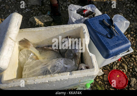 Hampton, Iowa, USA. August 2017. Ein Styropor Kühler von frisch gefangenen Fisch wird auf Illiniwek Campground in Hampton gesehen, Illinois, am Mittwoch, August 2, 2017. Kredit: Andy Abeyta, Quad-City Times/Quad-City Times/ZUMA Wire/Alamy Live News Stockfoto