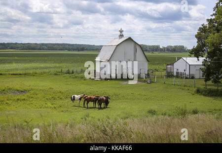 Illinois City, Iowa, USA. August 2017. Pferde füttern auf einer Weide an der Seite der Illinois State Route 92 in Illinois City, Illinois, am Donnerstag, 17. August 2017. Kredit: Andy Abeyta, Quad-City Times/Quad-City Times/ZUMA Wire/Alamy Live News Stockfoto