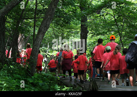 McGregor, Iowa, USA. Juni 2017. Tagescamper vom Cedar Rapids YMCA wandern entlang des Bridal Veil Trail im Pikes Peak State Park in der Nähe von McGregor, Iowa 20. Juni 2017. Quelle: Kevin E. Schmidt/Quad-City Times/ZUMA Wire/Alamy Live News Stockfoto