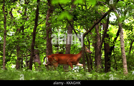 McGregor, Iowa, USA. Juni 2017. Ein Weißschwanz-Hirsch bewegt sich ruhig über einen bewaldeten Grat im Pikes Peak State Park nahe McGregor, Iowa 20. Juni 2017. Quelle: Kevin E. Schmidt/Quad-City Times/ZUMA Wire/Alamy Live News Stockfoto