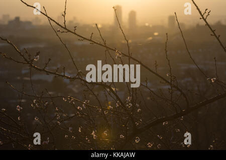 London, Großbritannien. 30 Nov, 2017. Ein Winter blühenden Kirschbaum ist gegen die Landschaft Silhouette wie die Sonne über London steigt ab dem Alexandra Palace Park gesehen. Credit: Patricia Phillips/Alamy leben Nachrichten Stockfoto