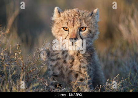 Gepard (Acinonyx jubatus) Cub, Ngorongoro Conservation Area, Tansania, Ostafrika, Südafrika Stockfoto