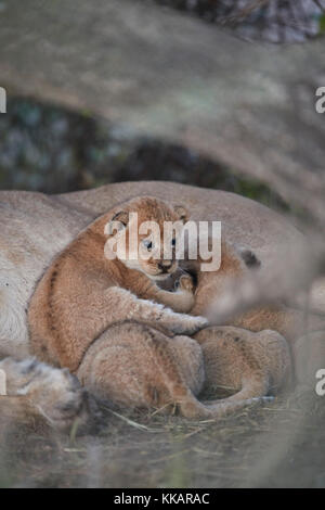 Löwe (Panthera leo) Jungen etwa vier Wochen alt, Ngorongoro Conservation Area, Tansania, Ostafrika, Südafrika Stockfoto