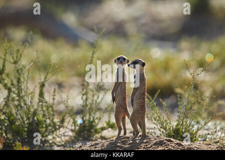 Zwei Erdmännchen (suricata suricatta) Erdmännchen () Prairie - verfolgt, Kgalagadi Transfrontier Park, Südafrika, Afrika Stockfoto