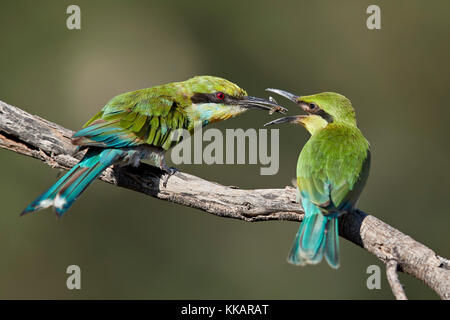 Swallow-tailed Bienenfresser (merops hirundineus) nach Fütterung junger, Kgalagadi Transfrontier Park, Südafrika, Afrika Stockfoto