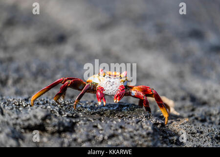 Nach sally lightfoot crab (Grapsus grapsus) Vorbereitung auf Fernandina Insel, Galapagos, UNESCO-Weltkulturerbe, Ecuador, Südamerika zu mausern Stockfoto