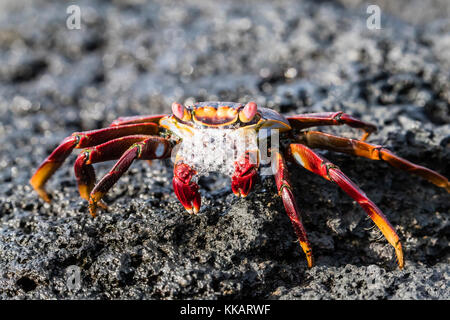 Nach sally lightfoot crab (Grapsus grapsus), Vorbereitung auf Fernandina Insel, Galapagos, UNESCO-Weltkulturerbe, Ecuador, Südamerika zu mausern Stockfoto