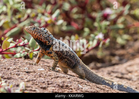 Männliche lava Lizard (Microlophus spp.), auf der Insel North Seymour, Galapagos, UNESCO-Weltkulturerbe, Ecuador, Südamerika Stockfoto