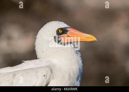 Nach Nazca Tölpel (Sula granti), in Punta Suarez, Isla Española, Galapagos, UNESCO-Weltkulturerbe, Ecuador, Südamerika Stockfoto