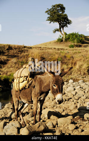 Ein Esel (Equus africanus asinus) und seine Last auf dem Land, in der Region Amhara, Äthiopien Stockfoto