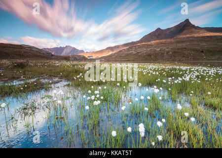 Sonnenaufgang auf Felder aus Baumwolle Gras, Gavia Pass, Valfurva, Valtellina, Lombardei, Italien, Europa Stockfoto