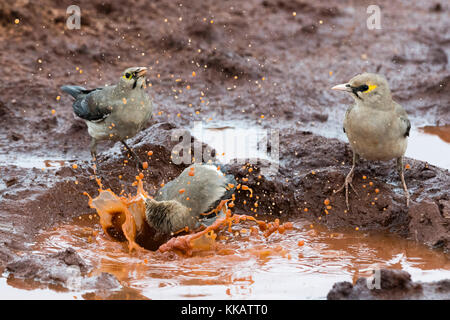 Gelbstirn-blatthühnchen Stare (Creatophora cinerea) in einem Wasser Pool, Tsavo, Kenia, Ostafrika, Südafrika Stockfoto