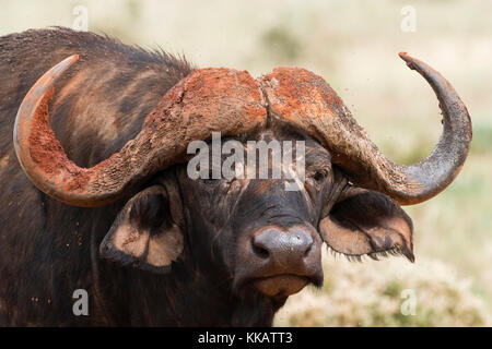 Afrikanischer Büffel (Syncerus Caffer), Tsavo, Kenia, Ostafrika, Südafrika Stockfoto