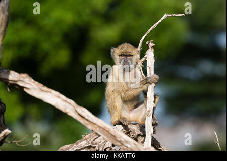 Ein Baby Yellow baboon (Papio hamadryas cynocephalus), auf einem Ast, Tsavo, Kenia, Ostafrika, Afrika Stockfoto