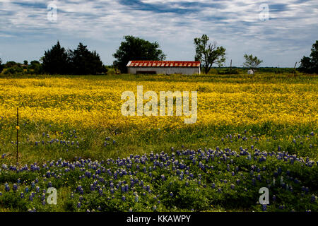 Ennis, heterotheca Pilosa, Lupinus texensis, Texas, USA, Bluebonnets, weiche golden-Aster, Frühling, Wildblumen Stockfoto