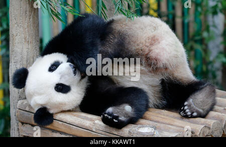 Nuan nuan (bedeutet Wärme), das erste malaysische geborene panda Cub auf der Holzbank im Panda Conservation Center in Kuala Lumpur, Malaysia liegt, Stockfoto