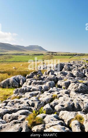 Yorkshire Dales National Park, England. Über Karstkalkpflaster bei Ribblehead in Richtung Kalksteinmassiv von Ingleborough Stockfoto