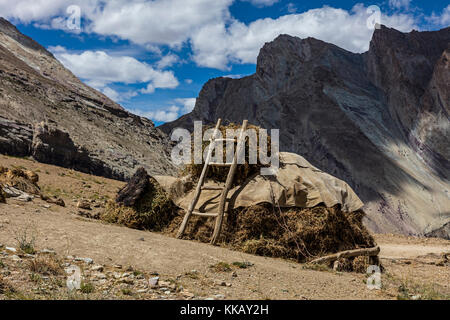 Tierfutter wird im DORF NYERAK in der ZANSKAR-SCHLUCHT - ZANSKAR, LADAKH, INDIEN, für den Winter aufbewahrt Stockfoto