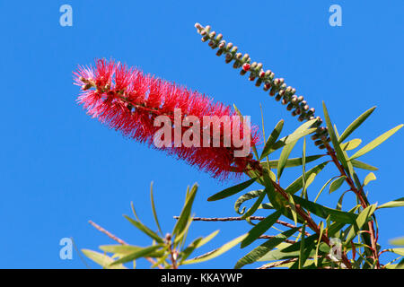 Australien, bottlebrushes, callistemon, Lakes Entrance, Victoria Stockfoto