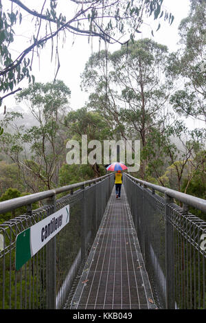 Australien, barwon South West Region, Great Otway National Park, Otway Fly Treetop Walk, Victoria, gemäßigten Regenwald Stockfoto