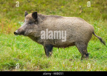 Wildschwein (Sus scrofa), Bache, Captive, Deutschland Stockfoto