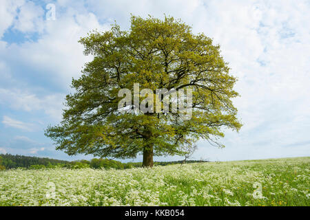 Englisch Eiche (Quercus robur) steht auf einer Wiese mit Kuh Petersilie (anthriscus sylvestris), einsamer Baum, Thüringen, Deutschland Stockfoto