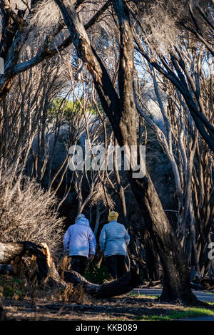 Australien, Eden, Gum Trees, New South Wales, ältere Damen, Bewegung, frische Luft, Gesundheit, Natur, Bummeln Stockfoto