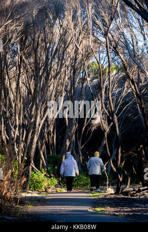 Australien, Eden, Gum Trees, New South Wales, ältere Damen, Bewegung, frische Luft, Gesundheit, Natur, Bummeln Stockfoto