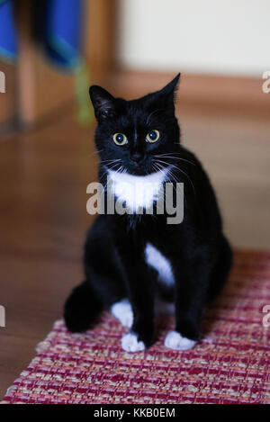 Eine schwarz-weiße Hauskatze sitzt auf einem Teppich Zu Hause Stockfoto