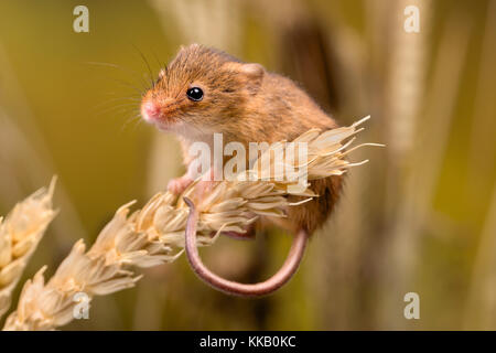 Micromys Minutus oder Harvest Maus im Weizenfeld