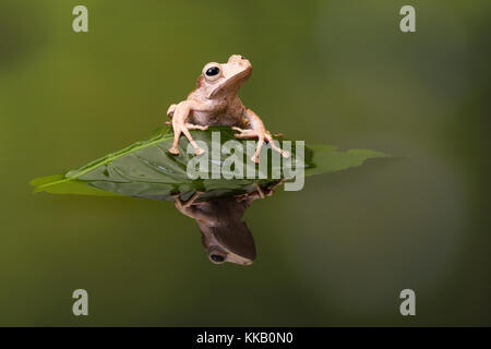 Borneo eared Laubfrosch sitzt auf einem Blatt im welligen Wasser Stockfoto