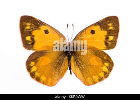 Colias eurytheme oder die orange Schwefel Schmetterling Stockfoto
