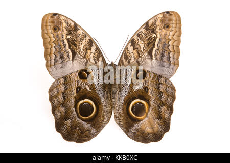 Unterseite eines Caligo memnon oder owl Butterfly Stockfoto