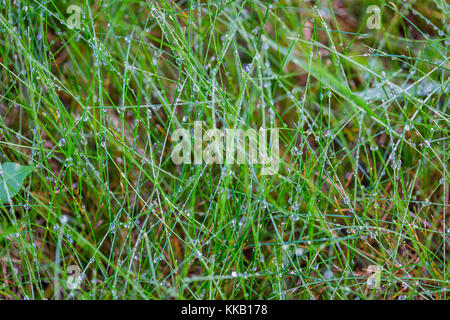 Hintergrund Tau Tropfen auf helle grüne Gras. nasses Gras nach regen Stockfoto