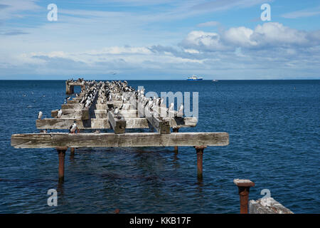 Historische Hafenviertel von Punta Arenas an der Magellanstraße in Patagonien, Chile. imperial Kormorane auf einem verlassenen Pier. Stockfoto