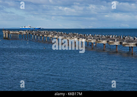 Historische Hafenviertel von Punta Arenas an der Magellanstraße in Patagonien, Chile. imperial Kormorane auf einem verlassenen Pier. Stockfoto