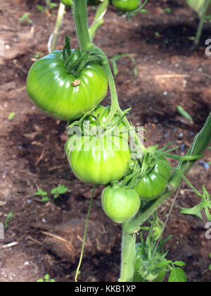 Wachsende grüne unreife Tomaten im Gewächshaus Nahaufnahme Stockfoto