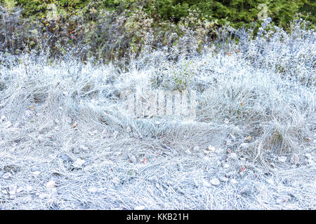 Raureif Eiskristalle im hohen Gras am Morgen auf dem Boden von Wald Stockfoto