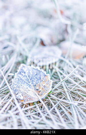 Makro Nahaufnahme von frost Eiskristalle auf orange Herbst Laub, Gras am Morgen auf dem Boden Stockfoto