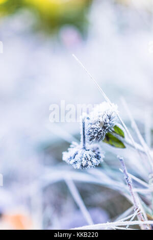Makro Nahaufnahme von frost Eiskristalle auf kleinen Pflanzen Distel in Morgen Stockfoto