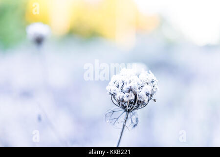 Makro Nahaufnahme von frost Eiskristalle auf kleinen Pflanzen Distel in Morgen Stockfoto