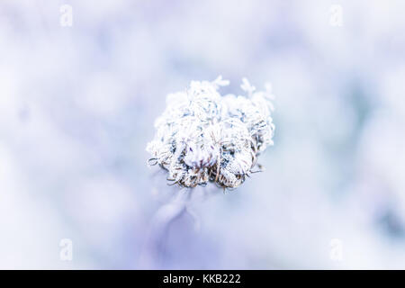 Makro Nahaufnahme von frost Eiskristalle auf kleinen Pflanzen Distel in Morgen Stockfoto
